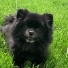blackdog2009